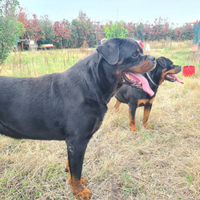 Cuccioli rottweiler