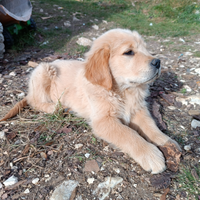 Cucciolo Golden Retriever