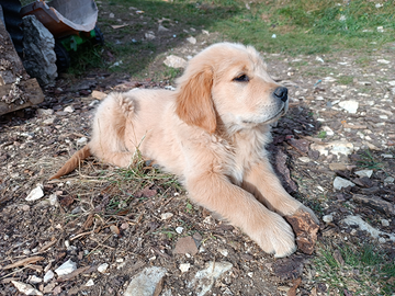 Cucciolo Golden Retriever