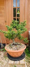 Prebonsai Pyracantha