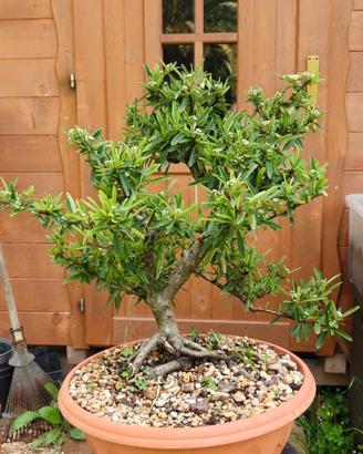 Prebonsai Pyracantha