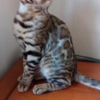 Gatti bengala
