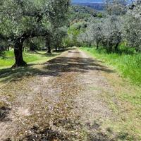 Terreno agricolo/oliveto montelibretti