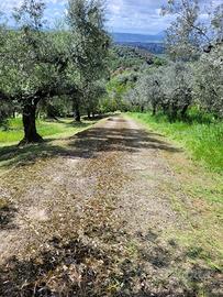 Terreno agricolo/oliveto montelibretti