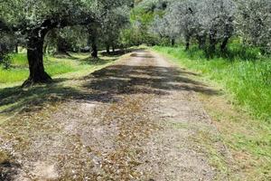 Terreno agricolo/oliveto montelibretti