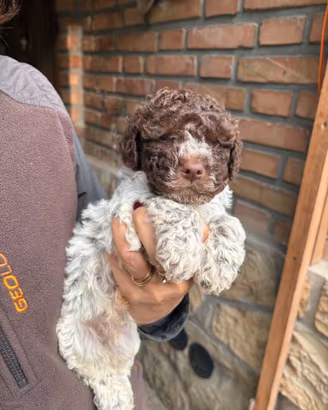 lagotto romagnolo