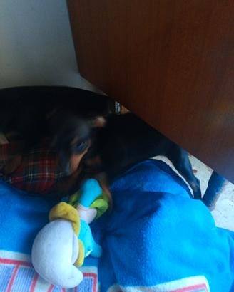 Cucciola di pincher