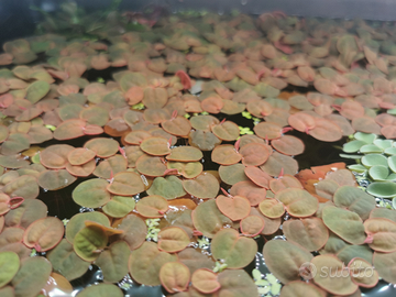 Piante galleggianti per acquario/mastelli