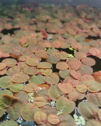 Piante galleggianti per acquario/mastelli