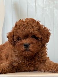Cuccioli di Shih Poo