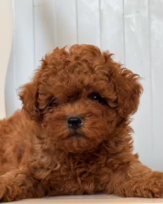 Cuccioli di Shih Poo