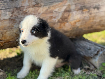 Border collie