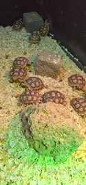 Geochelone Sulcata