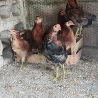 Galline e Gallo razza Araucana