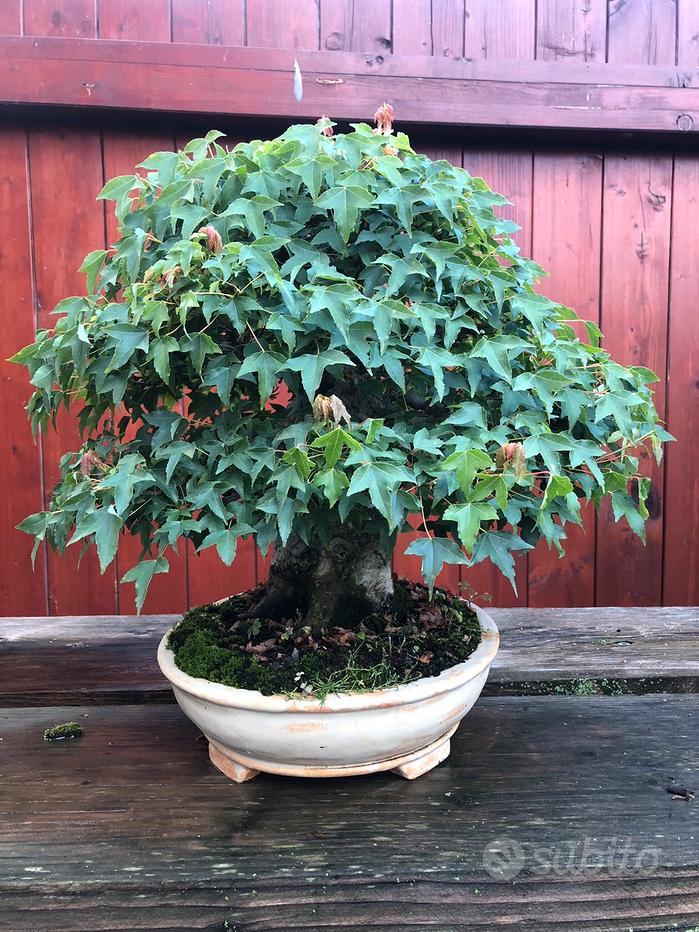 Bonsai acero rosso palmato deshojo - Giardino e Fai da te In vendita a Roma