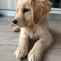 Cucciola Golden Retriver Angloamericano
