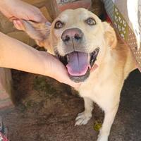 2 anni 17/18 chili dolce simil labrador