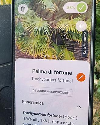Palma della Fortuna – una decorazione verde