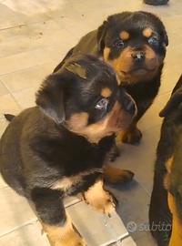 Cuccioli di rottweiler