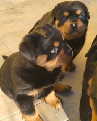 Cuccioli di rottweiler