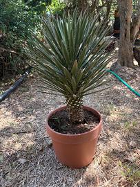 YUCCA FILIFERA