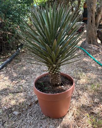 YUCCA FILIFERA