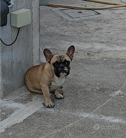 Bulldog Francese