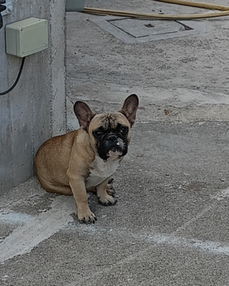 Bulldog Francese
