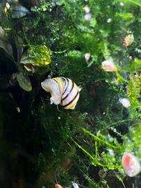 Ampullarie gialle striate