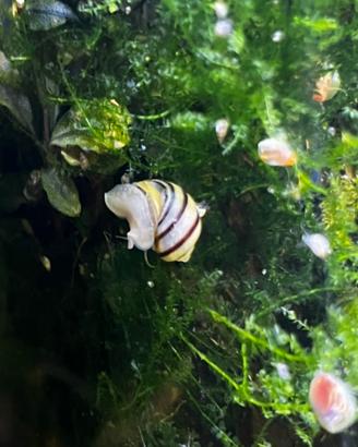 Ampullarie gialle striate