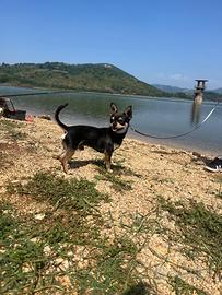 Chihuahua per monta maschio
