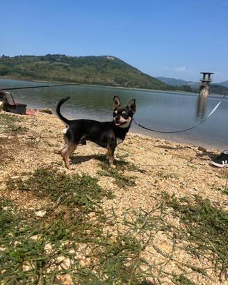 Chihuahua per monta maschio
