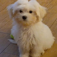 Maltese coreano mini anallergico