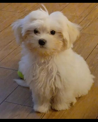 Maltese coreano mini anallergico