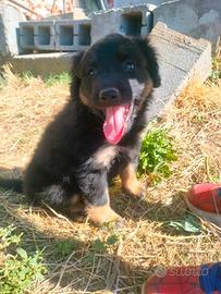 Cuccioli taglia media