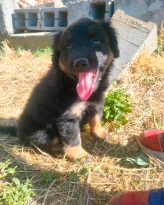 Cuccioli taglia media