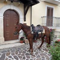 Cavallo quarter