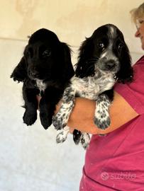 Cuccioli di Working Cocker 