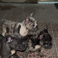 Cuccioli bulldog francese