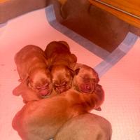 Cuccioli golden retriver americano