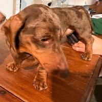 Bassotto arlecchino cioccolato per monte