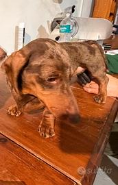 Bassotto arlecchino cioccolato per monte