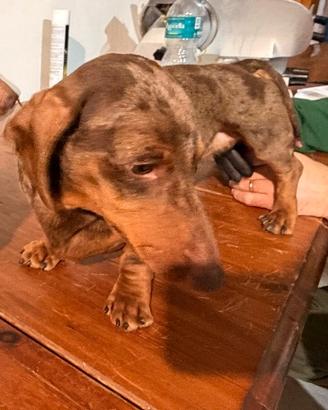 Bassotto arlecchino cioccolato per monte