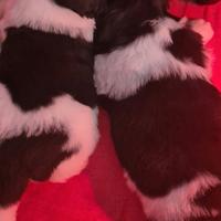 Disponibili Cuccioli