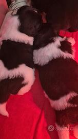 Disponibili Cuccioli