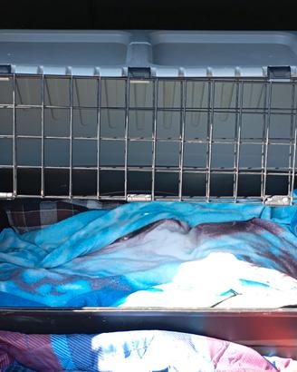 Trasportino auto per cani