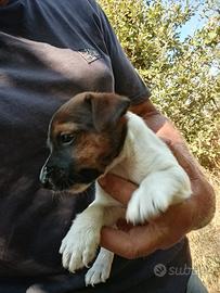 Cuccioli jack russel