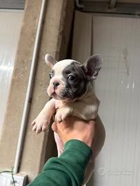 Bulldog francese