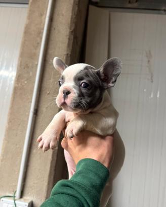 Bulldog francese