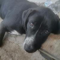 Cani che non posso tenere